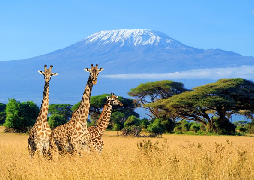 viajar al kilimanjaro subida