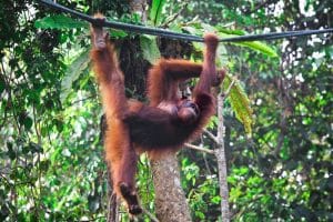 orangután en la Selva de Borneo