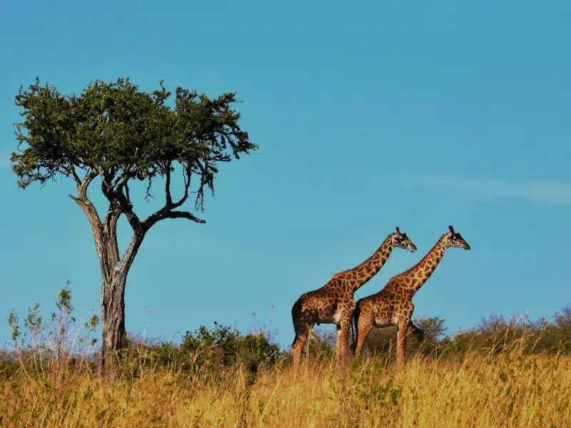 Tanzania, uno de los países donde viajar en junio