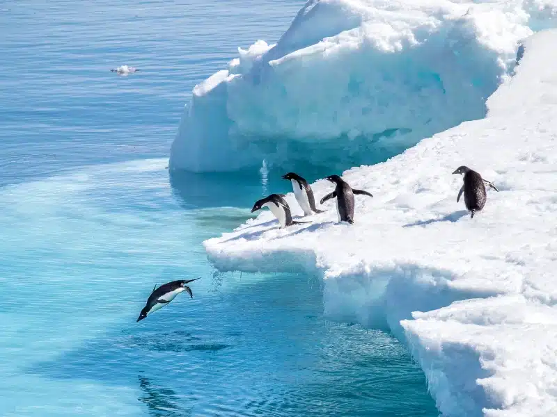 viajar al continente blanco